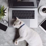 Office Pets: The Argument to Have Them in Your Workplace